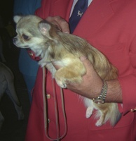 339-07- 199908 Sedalia Dog Show